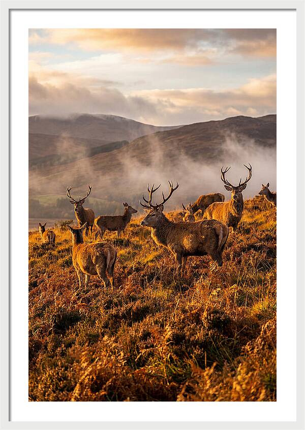 Red Deer Herd In Autumn