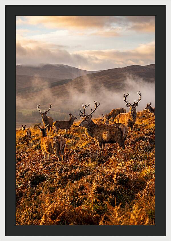 Red Deer Herd In Autumn