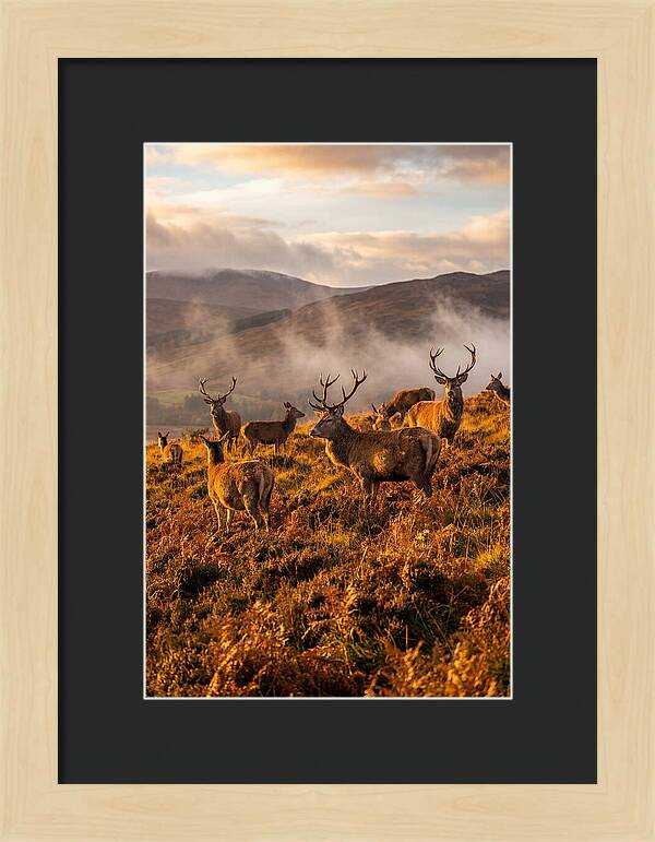 Red Deer Herd In Autumn