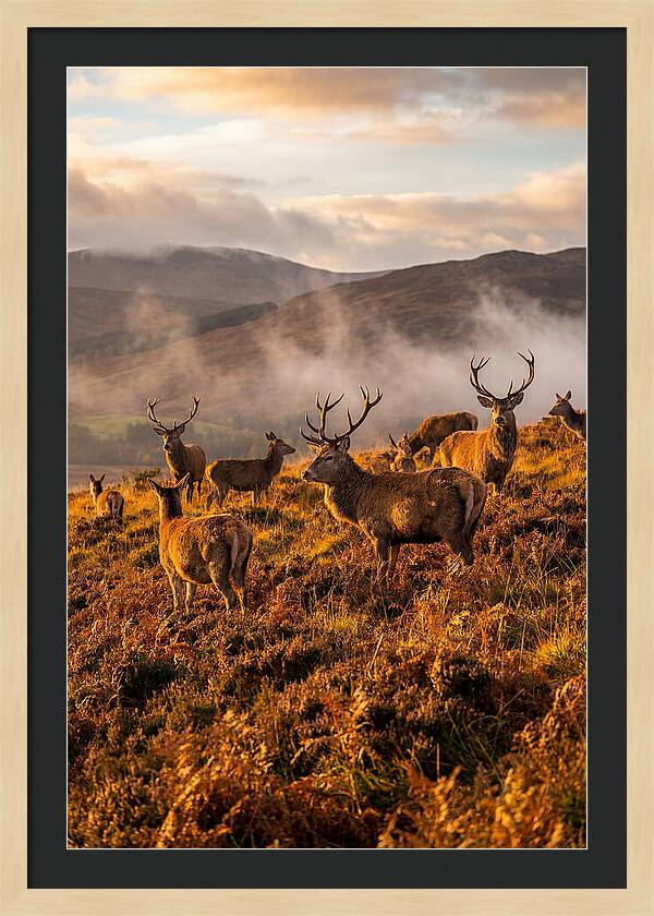 Red Deer Herd In Autumn