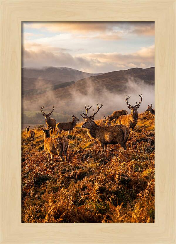 Red Deer Herd In Autumn