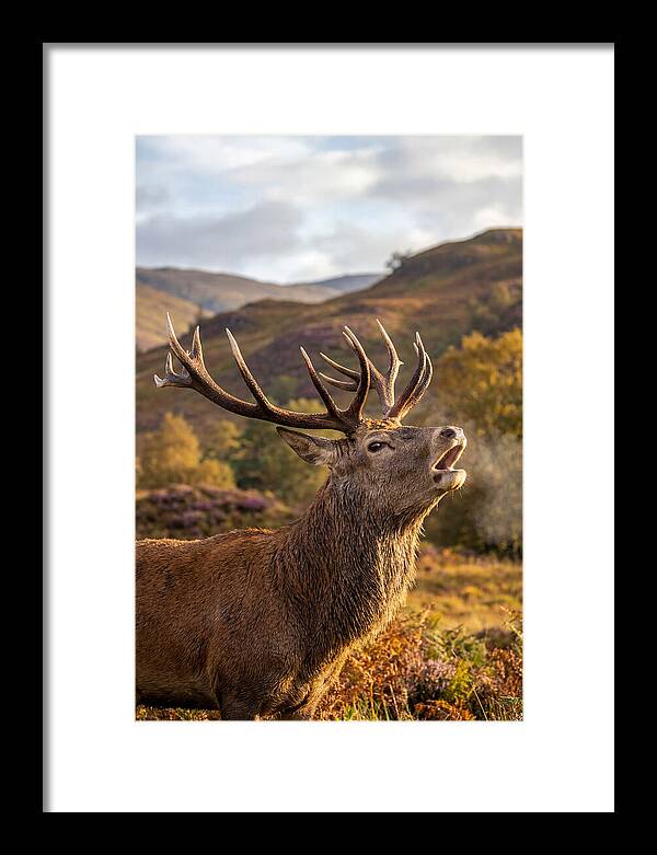 Red Deer Stag Bellowing