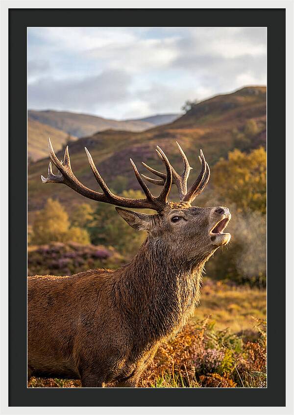 Red Deer Stag Bellowing