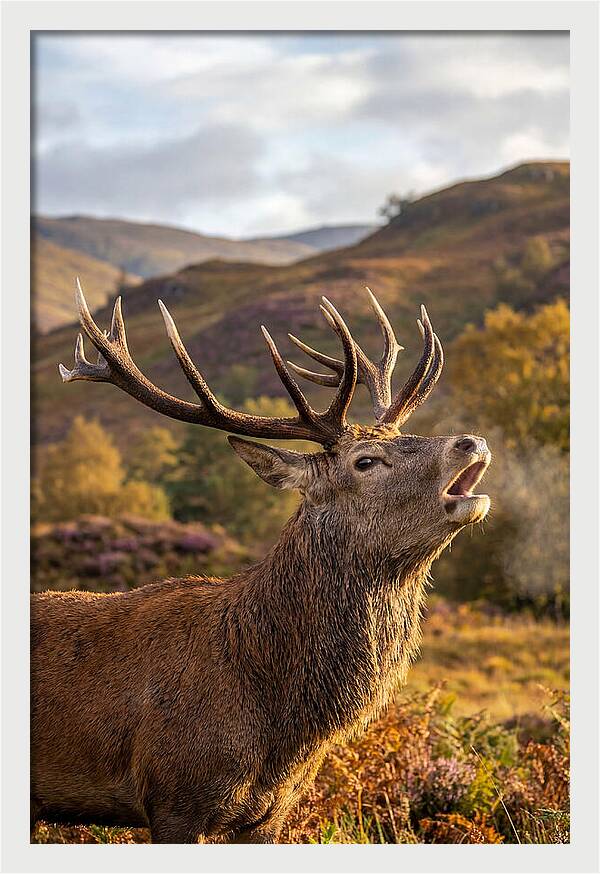 Red Deer Stag Bellowing