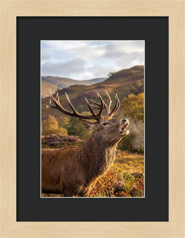 Red Deer Stag Bellowing