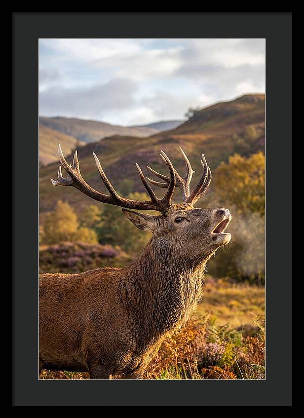 Red Deer Stag Bellowing
