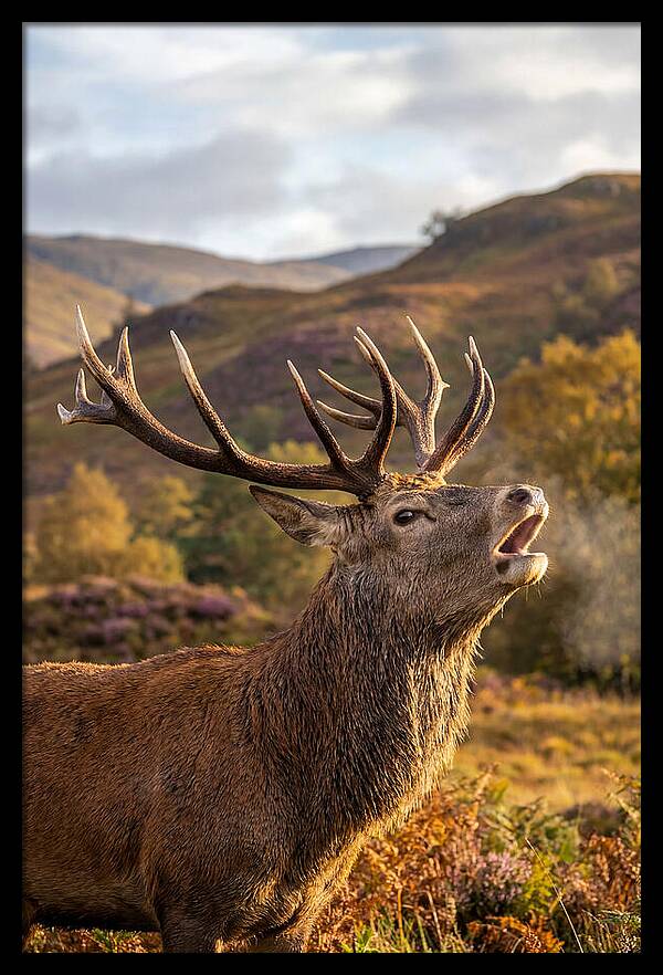 Red Deer Stag Bellowing