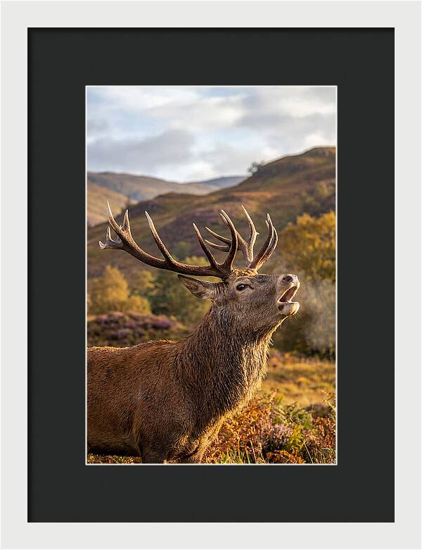 Red Deer Stag Bellowing