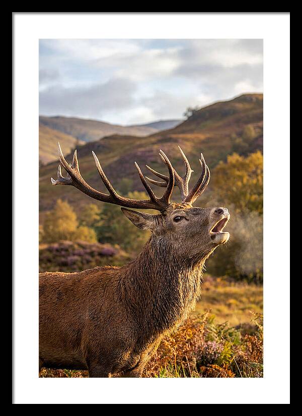 Red Deer Stag Bellowing