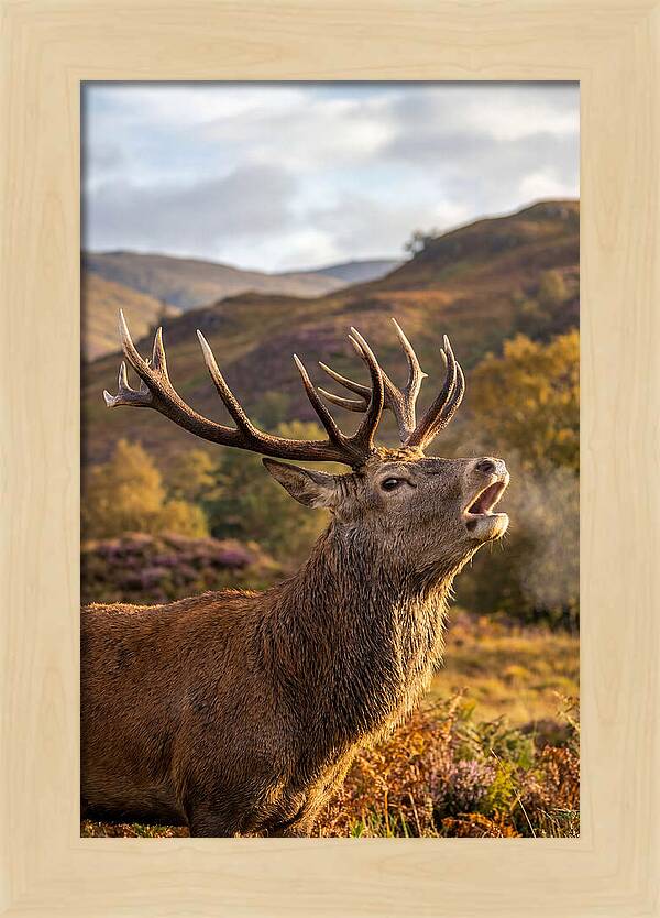 Red Deer Stag Bellowing
