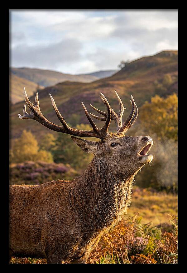 Red Deer Stag Bellowing
