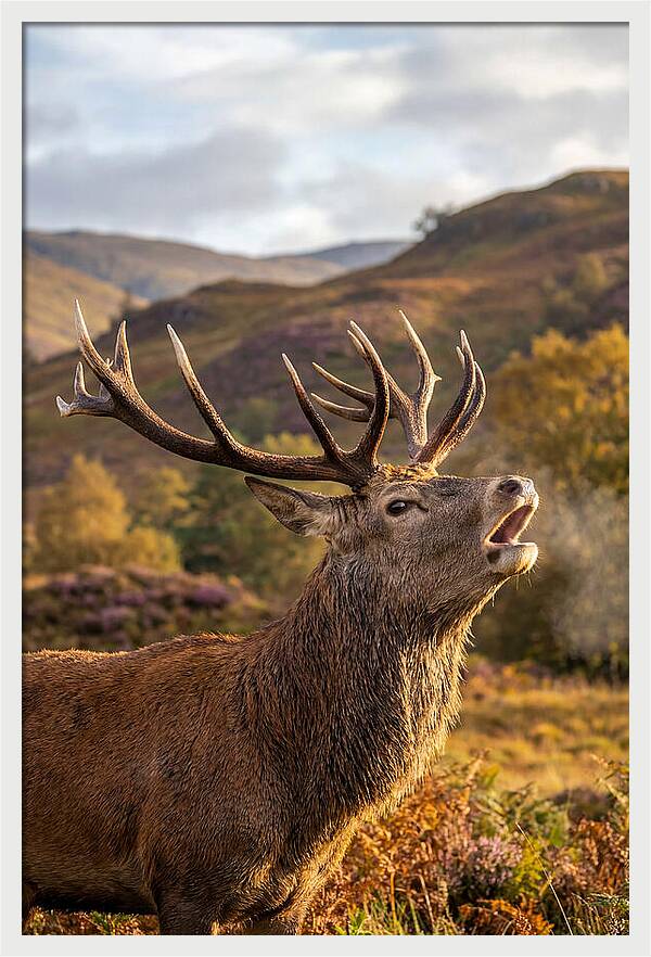 Red Deer Stag Bellowing