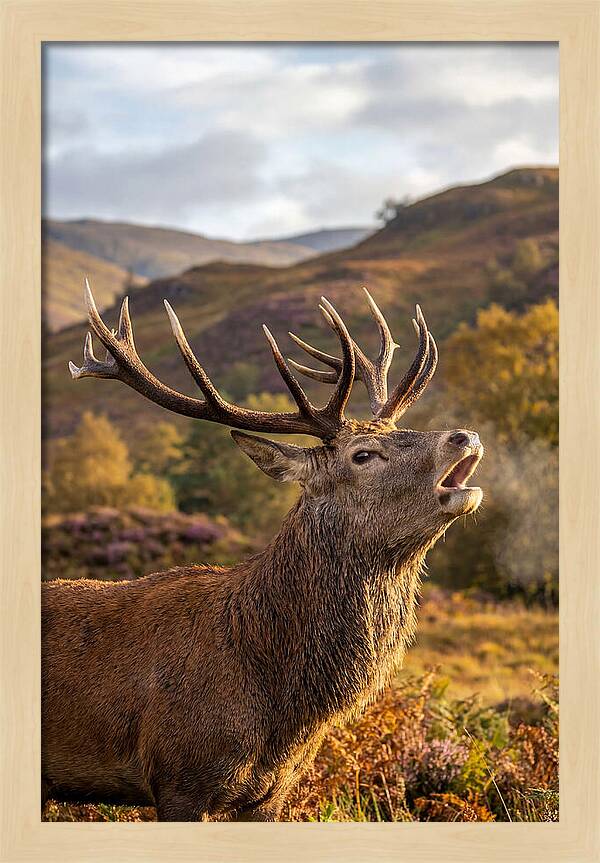 Red Deer Stag Bellowing