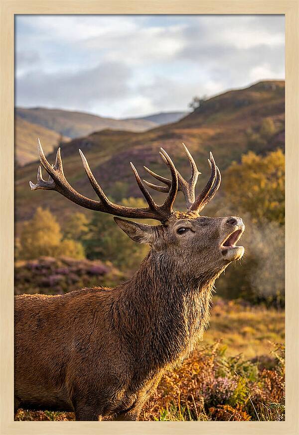 Red Deer Stag Bellowing