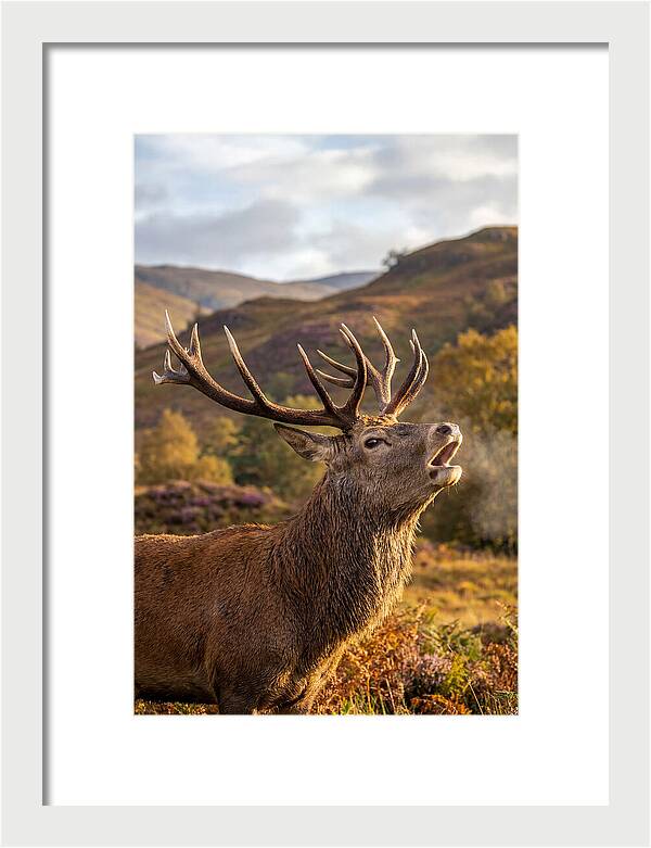 Red Deer Stag Bellowing