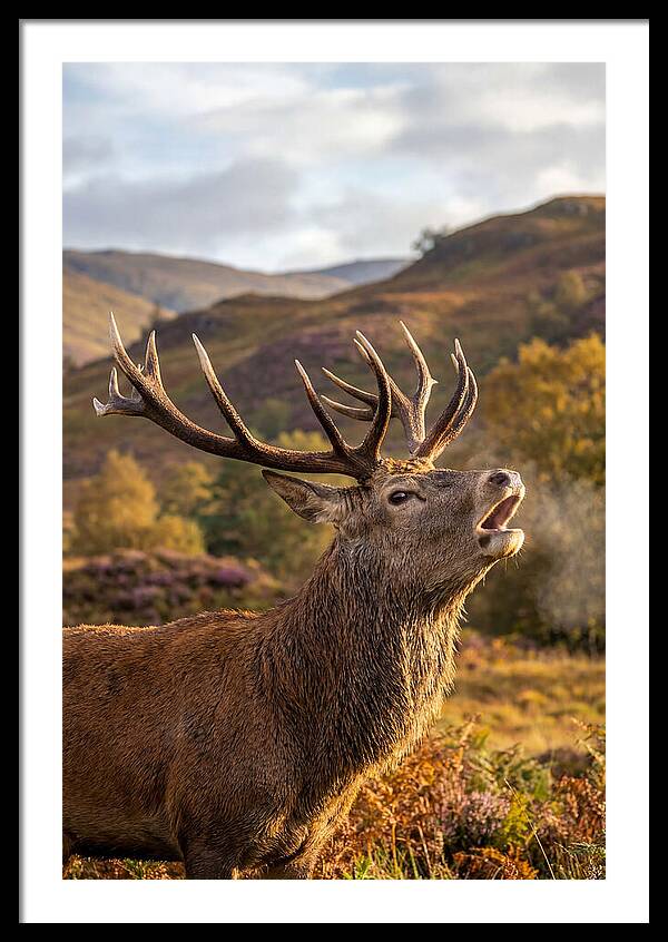 Red Deer Stag Bellowing