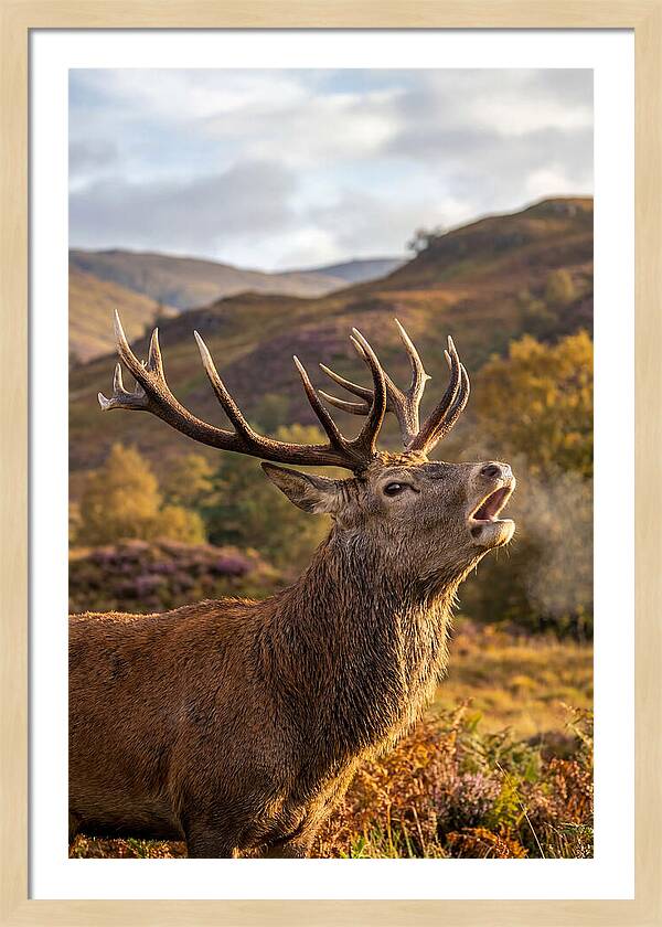 Red Deer Stag Bellowing