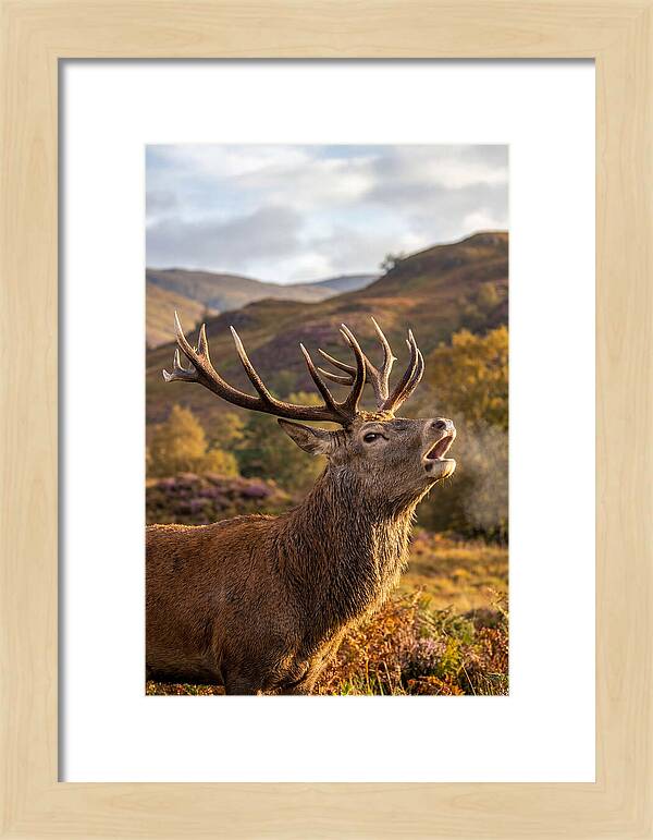 Red Deer Stag Bellowing