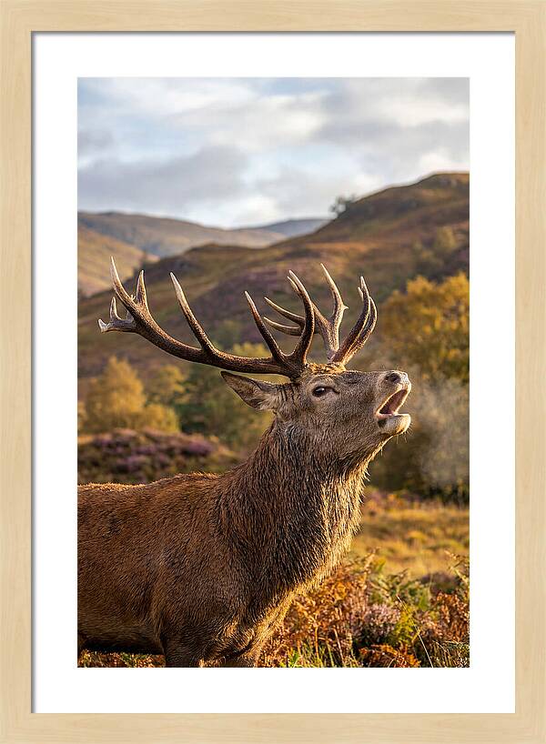 Red Deer Stag Bellowing