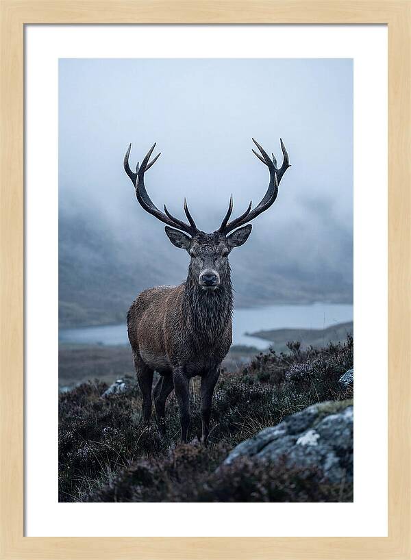 Red Deer Stag In Mist