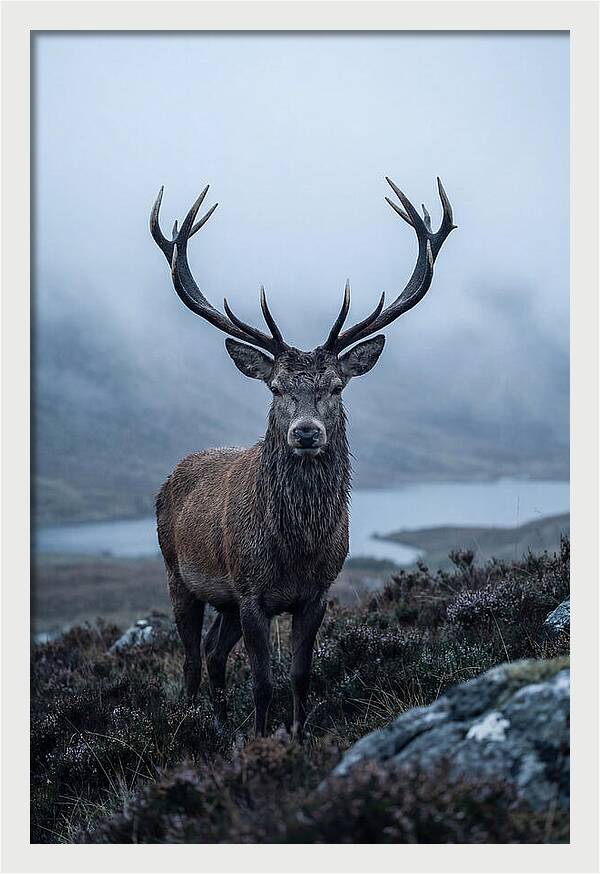 Red Deer Stag In Mist