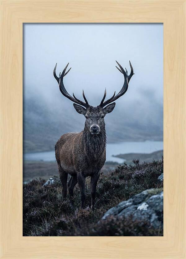 Red Deer Stag In Mist