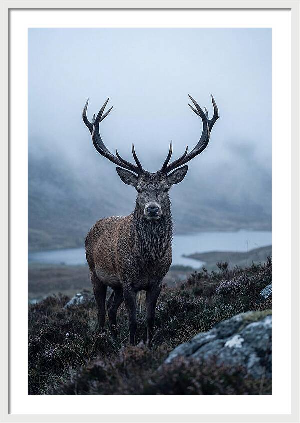 Red Deer Stag In Mist