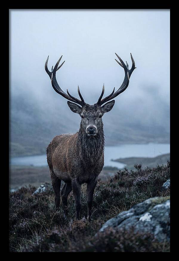 Red Deer Stag In Mist
