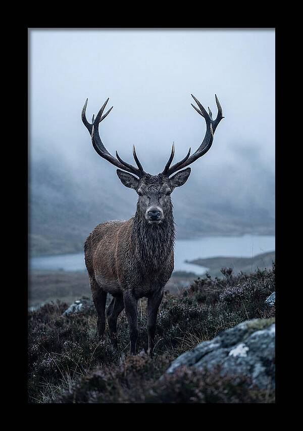 Red Deer Stag In Mist