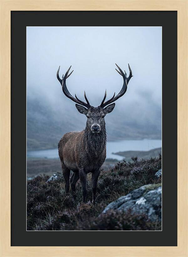 Red Deer Stag In Mist