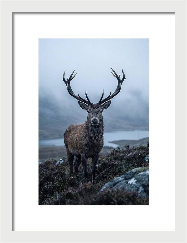 Red Deer Stag In Mist