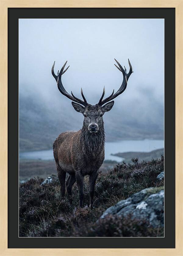 Red Deer Stag In Mist