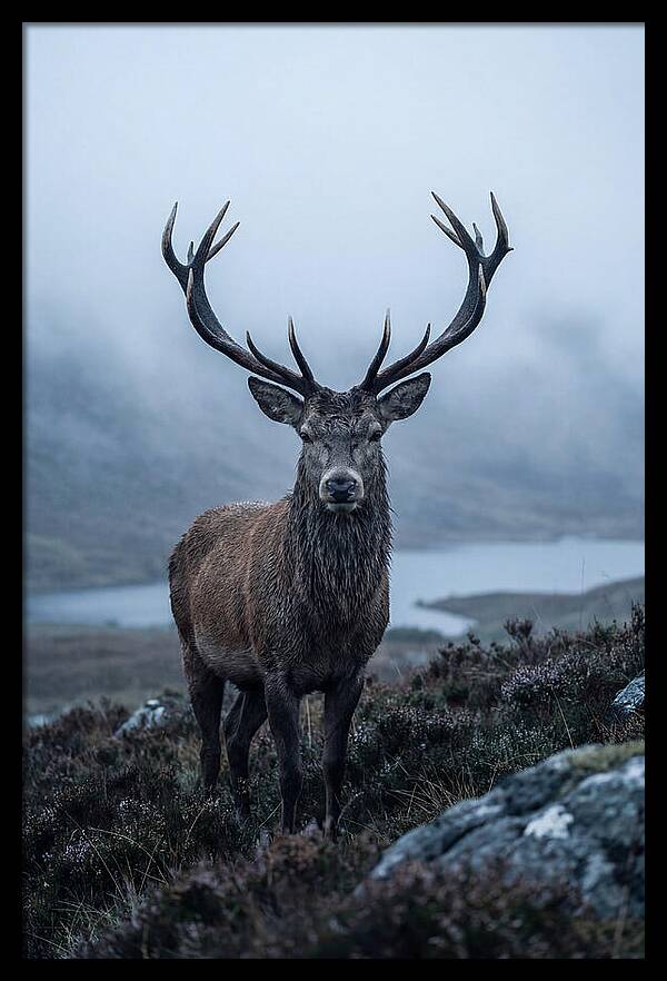 Red Deer Stag In Mist