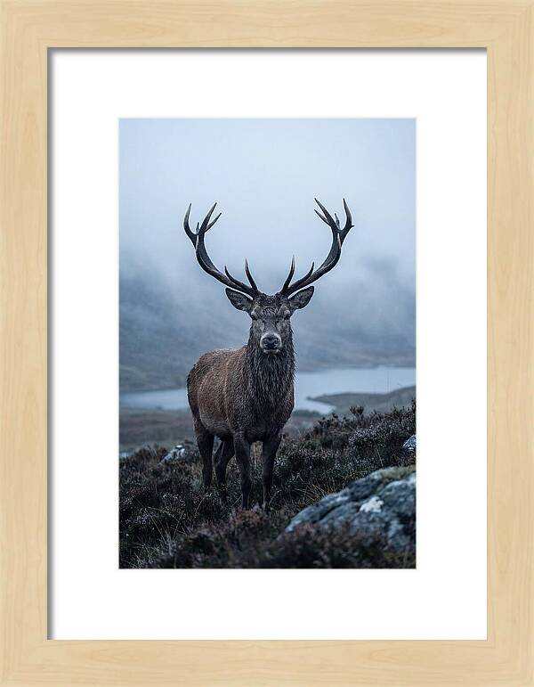 Red Deer Stag In Mist