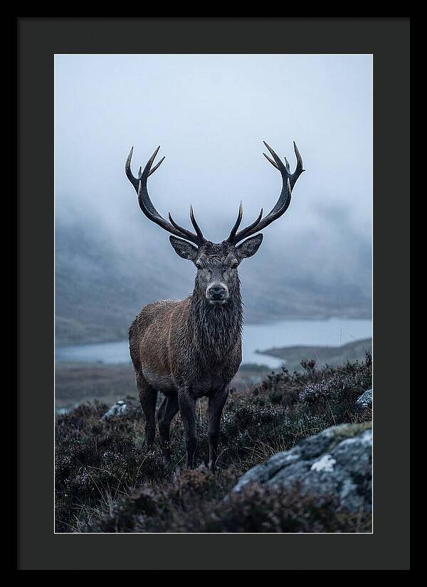 Red Deer Stag In Mist
