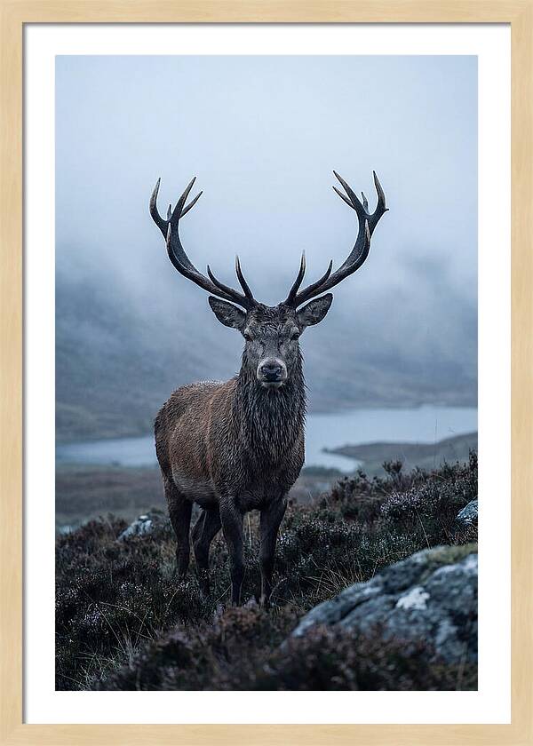 Red Deer Stag In Mist