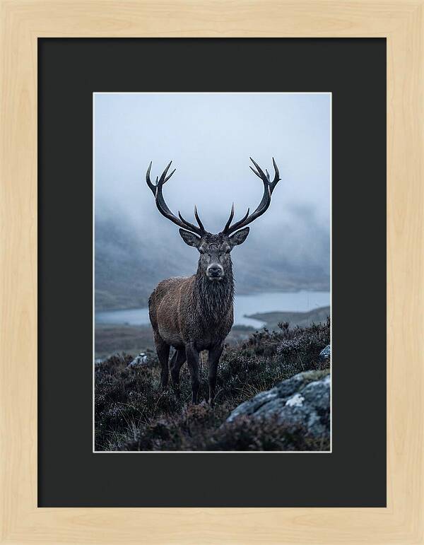 Red Deer Stag In Mist