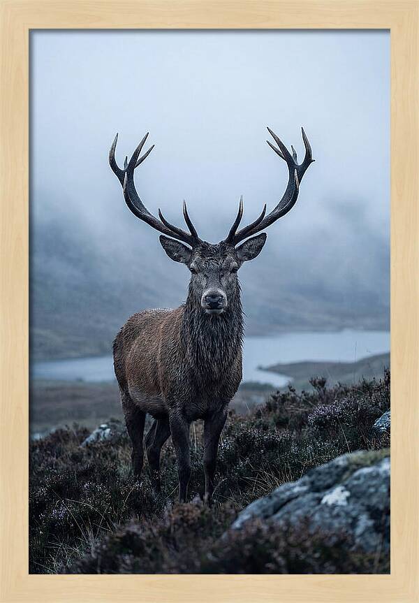 Red Deer Stag In Mist