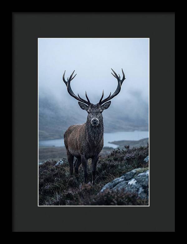 Red Deer Stag In Mist