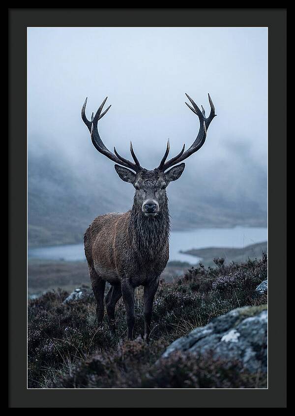 Red Deer Stag In Mist