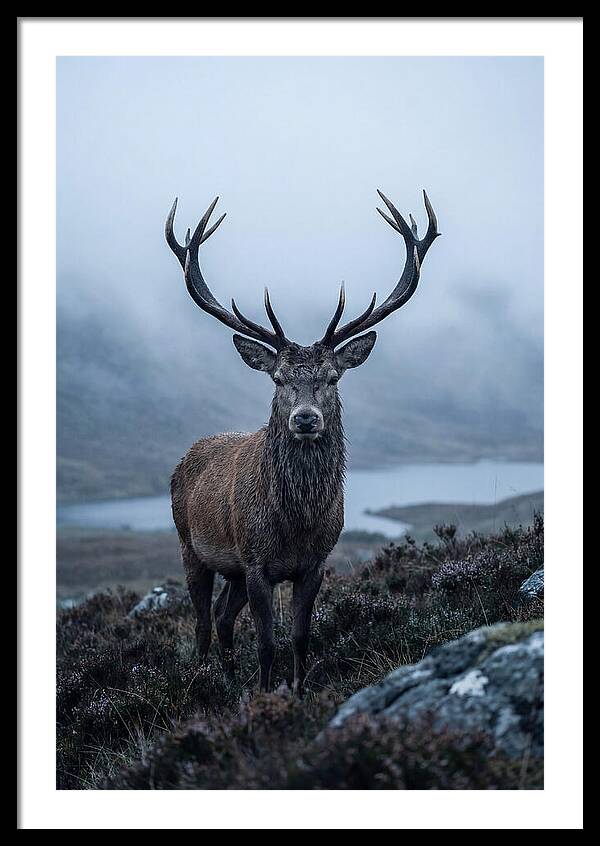 Red Deer Stag In Mist