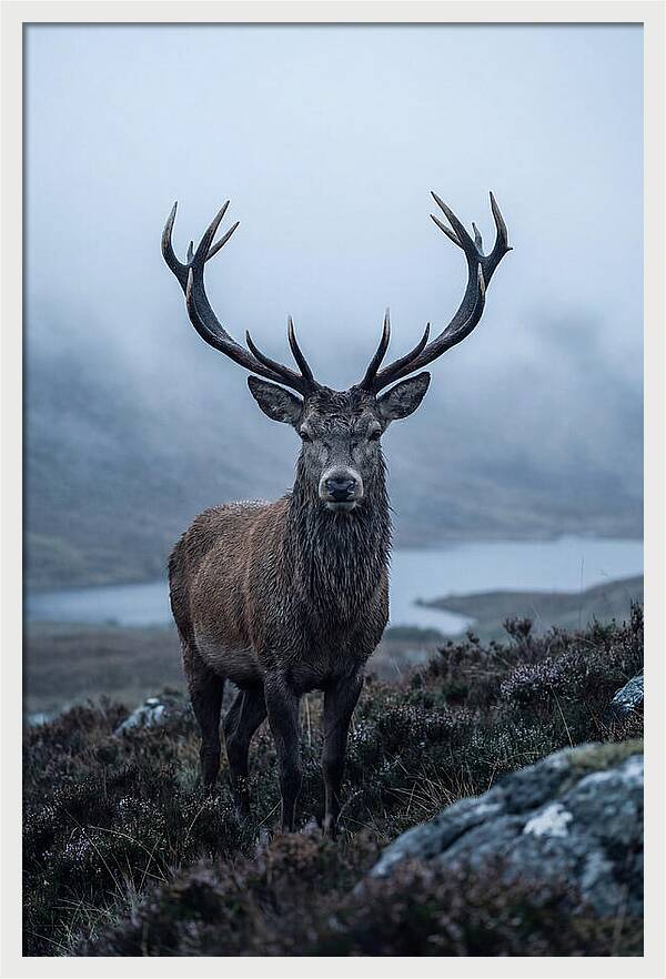 Red Deer Stag In Mist