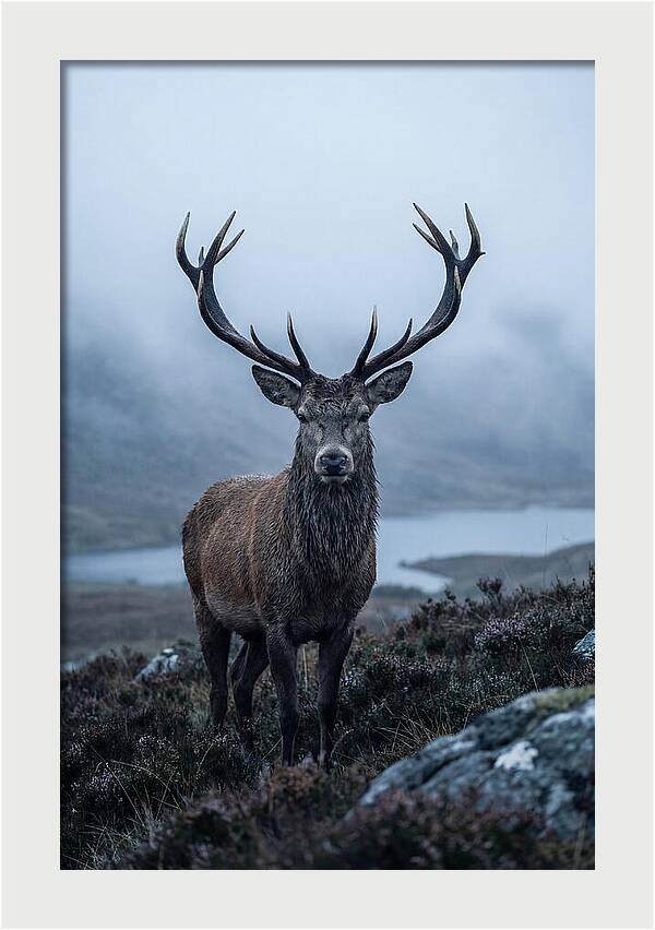 Red Deer Stag In Mist