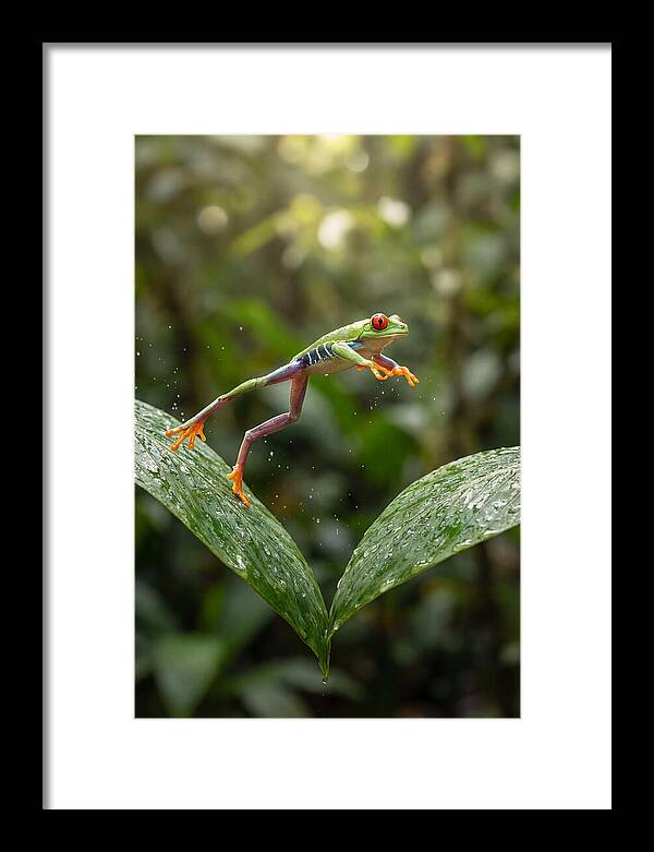 Red Eyed Tree Frog Leaping