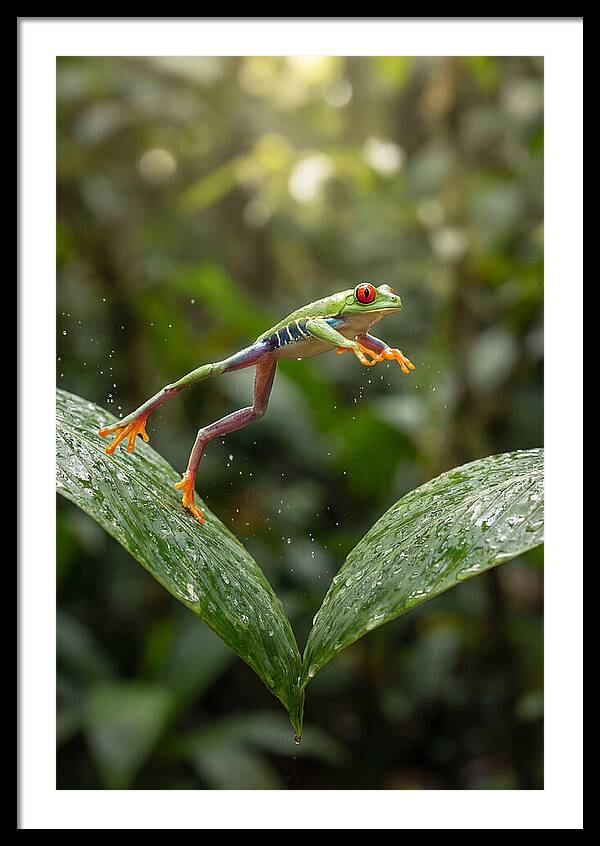 Red Eyed Tree Frog Leaping