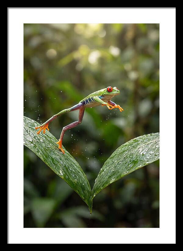 Red Eyed Tree Frog Leaping