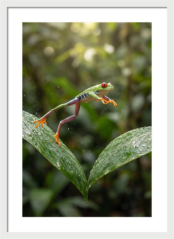 Red Eyed Tree Frog Leaping