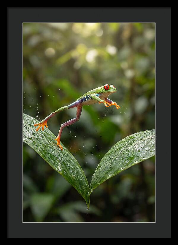 Red Eyed Tree Frog Leaping