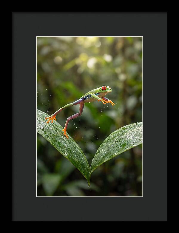 Red Eyed Tree Frog Leaping