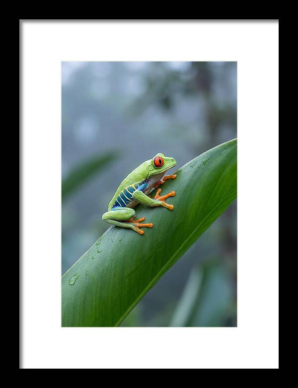 Red Eyed Tree Frog Perched Gracefully